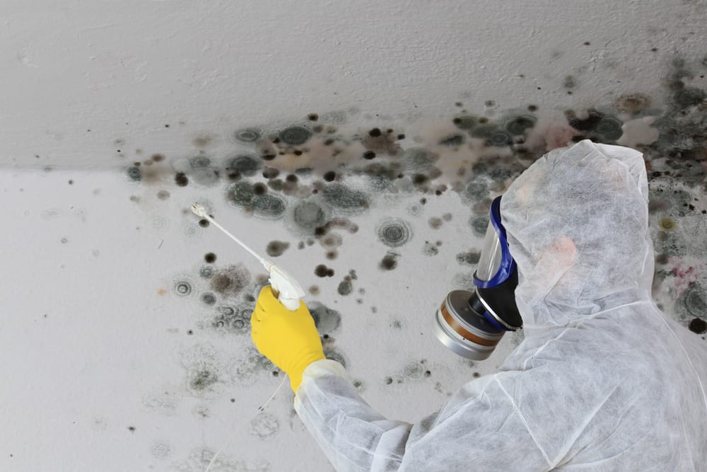 Can Mold Come Back After Remediation?